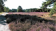 Westruper Heide: Blick auf ein lila schimmerndes Heidefeld 