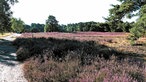 Westruper Heide: Blick auf ein lila schimmerndes Heidefeld 