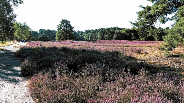 Westruper Heide: Blick auf ein lila schimmerndes Heidefeld 