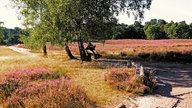 Westruper Heide: Blick auf Bänke unter einem Baum umringt von Heideblüten