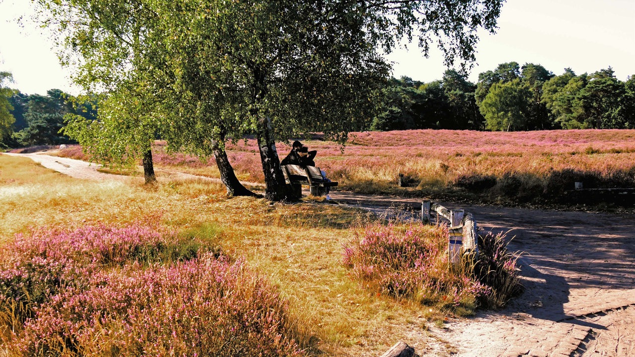 Westruper Heide: Blick auf Bänke unter einem Baum umringt von Heideblüten