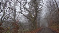 Im nebeligen Winter-Dunst auf dem Wittgensteiner Mythen- und Sagenweg unterwegs