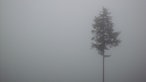 Im nebeligen Winter-Dunst auf dem Wittgensteiner Mythen- und Sagenweg unterwegs