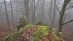 Im nebeligen Winter-Dunst auf dem Wittgensteiner Mythen- und Sagenweg unterwegs