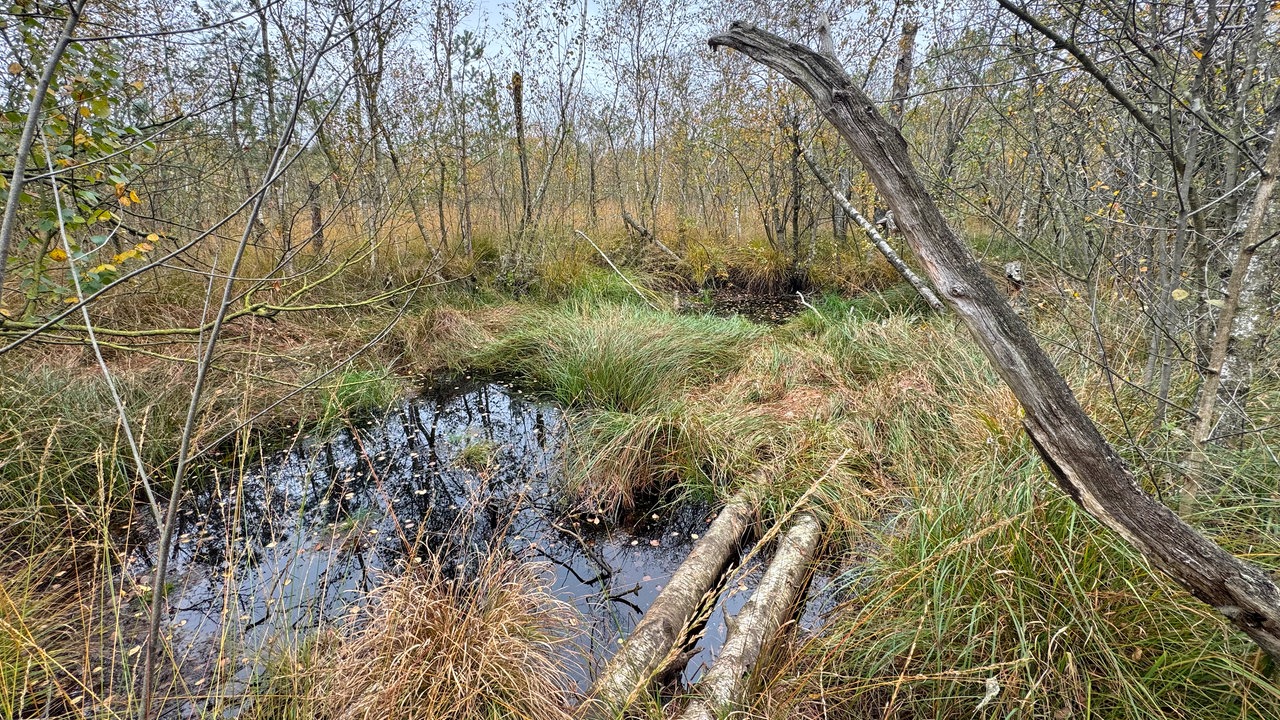 Wanderung durchs Venner Moor bei Senden
