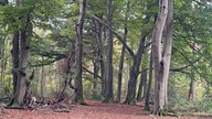 Wanderung durchs Venner Moor bei Senden