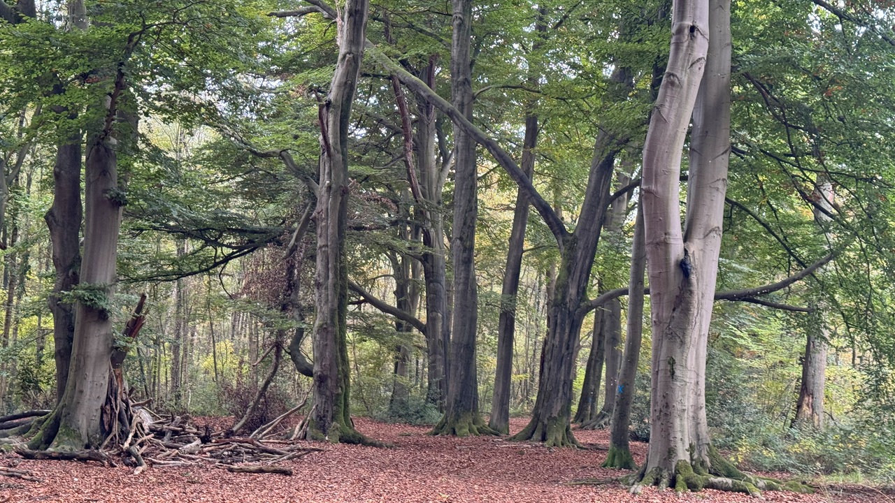 Wanderung durchs Venner Moor bei Senden