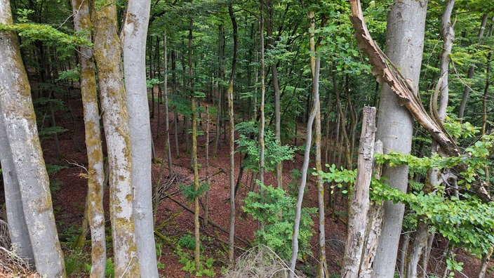Ziegenhellen-Höhenweg
