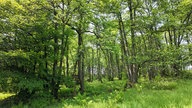 Ziegenhellen-Höhenweg