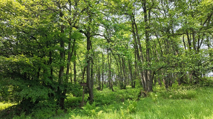 Ziegenhellen-Höhenweg