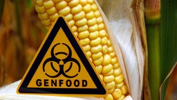 Ein Schild mit der Aufschrift "Genfood" steht vor einem Maiskolben.