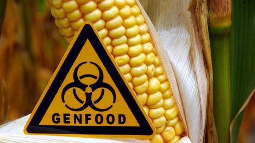 Ein Schild mit der Aufschrift "Genfood" steht vor einem Maiskolben.