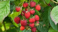 Himbeere