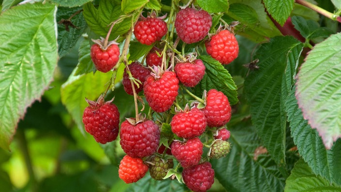 Himbeere