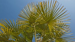 Blatt einer Hanfpalme