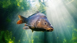 Karpfen im Wasser, Deutschland