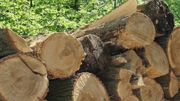 Brennholz