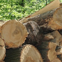 Brennholz