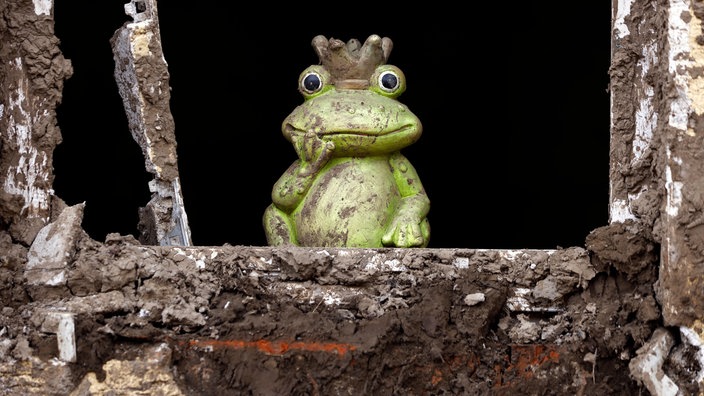 Frosch hat das Jahrhunderthochwasser im Ahrtal überlebt