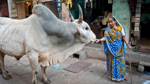 Eine indische Frau füttert auf der Straße eine heilige Kuh