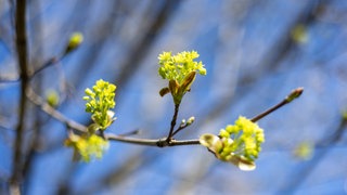 Ein blühender Spitzahorn im April