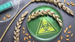 Symbolbild: Petri-Schale mit Weizenähren und Bio-Hazard-Logo