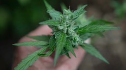 Cannabispflanze