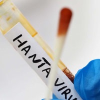 Symbolbild: Teströhrchen mit der Aufschrift "Hantavirus"