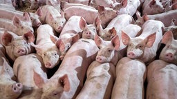Blick auf dicht gedrängte Mastschweine, die zur Kamera schauen. Weiter hinten in einer Lücke dazwischen sieht man Stroh auf dem Boden.