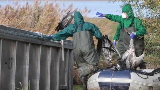 Vogelgrippe-Ausbruch in Deutschland - Einsatzkräfte der Feuerwehr sammeln verendete Kraniche ein