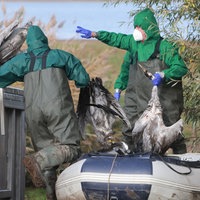 Vogelgrippe-Ausbruch in Deutschland - Einsatzkräfte der Feuerwehr sammeln verendete Kraniche ein