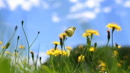 Ein weißer Schmetterling sitzt auf einer gelben Blüte zwischen vielen weiteren Blüten einer Weise.