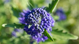 Bartblume (Caryopteris clandonensis)
