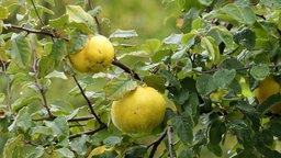 Reife gelbfarbene Quitten hängen an einem Baum.