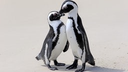Brillenpinguine