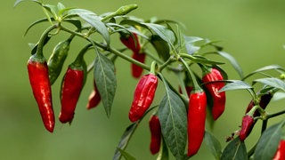 Chilis