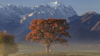 Eiche im Herbstlaub im Alpenvorland