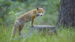 Ein Fuchs steht mit zwei Beinen auf einem abgesägten Baumstamm.