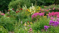 Ein Garten mit vielen Blüten.