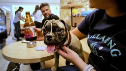 Ein Hund steht mit zwei Beinen auf dem Schoß seiner Besitzerin neben einem kleinen Tisch in einem Restaurant.