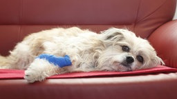 Hund mit Tapeverband auf einem roten Sofa