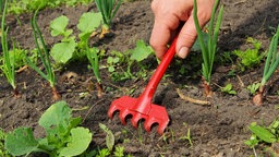 Nahaufnahme einer Hand, die mit einem roten Werkzeug ein Beet jätet.