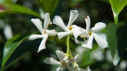 Die weißen Blüten des Sternjasmins.