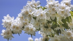 Die weißen Blüten des falschen Jasmins.