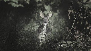 Ein Reh blickt mit großen Augen direkt in die Kamera, halb verborgen im dichten Unterholz – aufgenommen in einem monochromem Licht, das an eine Nachtsichtaufnahme erinnert.