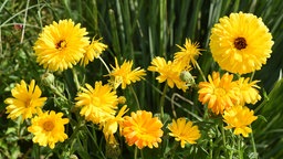 Eine Nahaufnahme zeigt die leuchtend-gelben Blüten der Ringelblume.