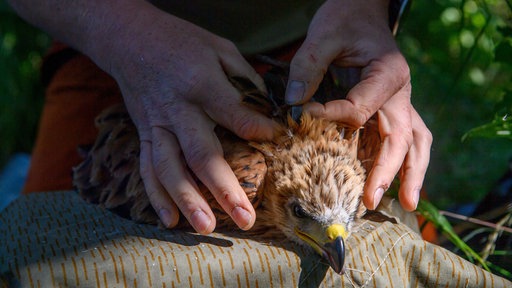 Ein Rotmilan bekommt einen GPS-Sender angebracht, der Position und Flugroute des Greifvogels übermitteln soll.