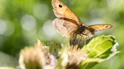 Ein brauner Schmetterling mit einem kleinen schwarzen Auge sitzt auf einer Blume.