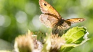 Ein brauner Schmetterling mit einem kleinen schwarzen Auge sitzt auf einer Blume.