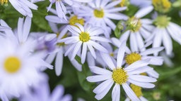 Schönaster (Kalimeris)